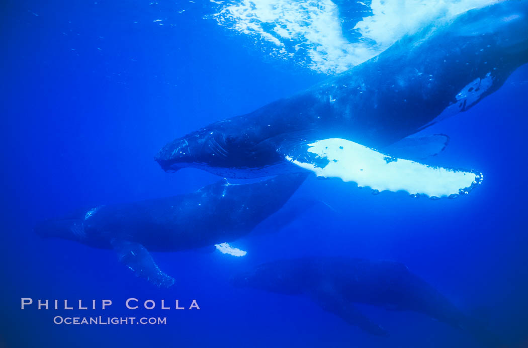 Humpback whale competitive group, several adult male escort whales swimming closely together as part of a larger competitive group. Maui, Hawaii, USA, Megaptera novaeangliae, natural history stock photograph, photo id 02857