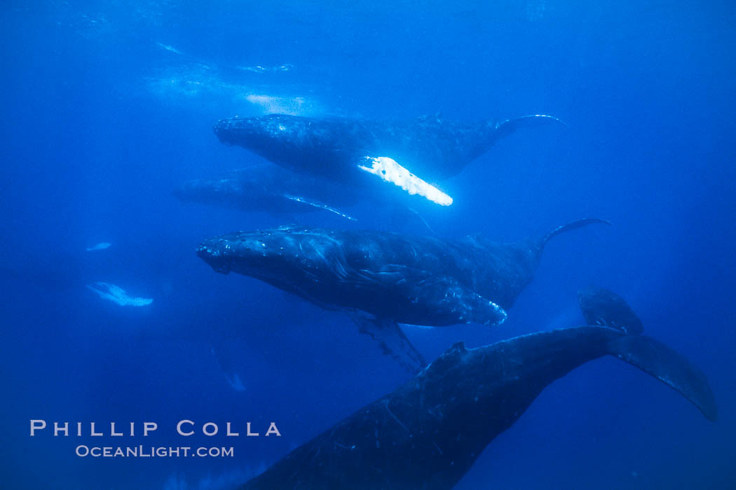 Humpback whale competitive group, several adult male escort whales swimming closely together as part of a larger competitive group. Maui, Hawaii, USA, Megaptera novaeangliae, natural history stock photograph, photo id 02861