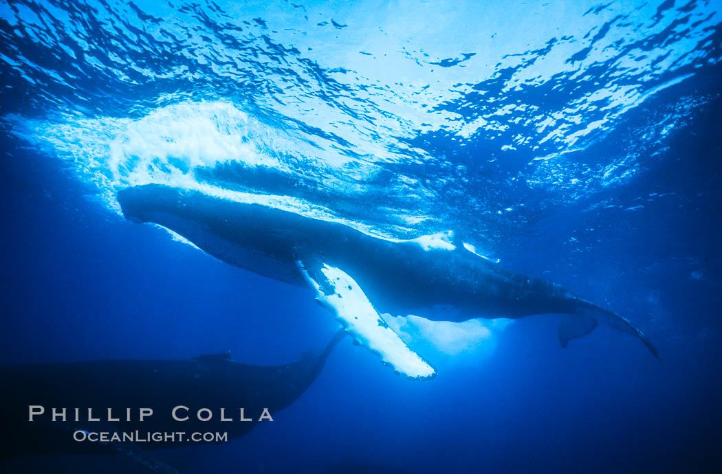 Humpback whale competitive group, several adult male escort whales swimming closely together as part of a larger competitive group. Maui, Hawaii, USA, Megaptera novaeangliae, natural history stock photograph, photo id 02869