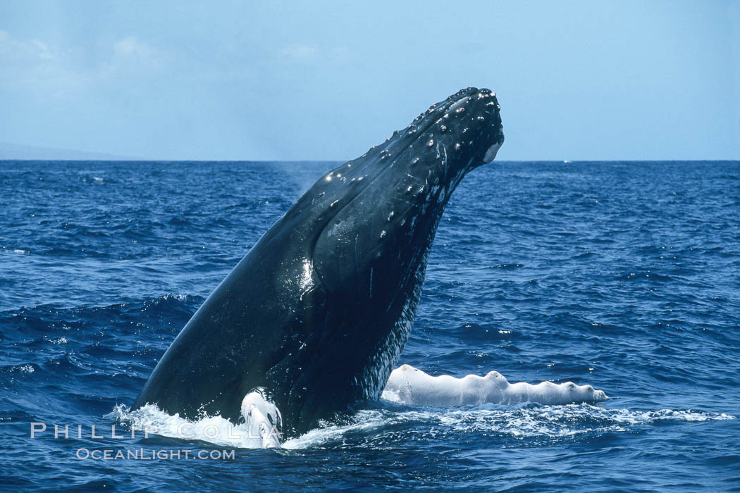 Male humpback whale with head raised out of the water, braking and pushing back at another whale by using pectoral fins spread in a "crucifix block", during surface active social behaviours. Maui, Hawaii, USA, Megaptera novaeangliae, natural history stock photograph, photo id 04106