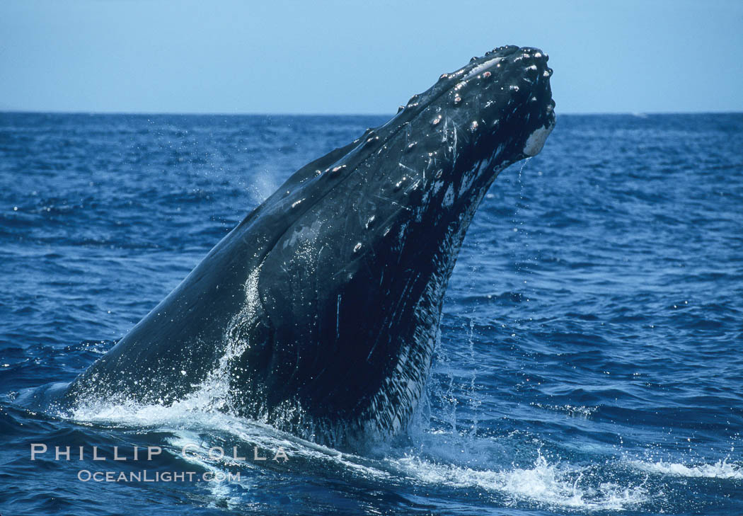Male humpback whale with head raised out of the water, braking and pushing back at another whale by using pectoral fins spread in a "crucifix block", during surface active social behaviours. Maui, Hawaii, USA, Megaptera novaeangliae, natural history stock photograph, photo id 04104