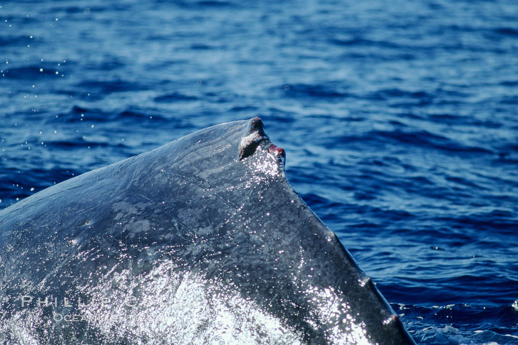 Humpback whale dorsal fin damaged during competitive group socializing. Maui, Hawaii, USA, Megaptera novaeangliae, natural history stock photograph, photo id 04340