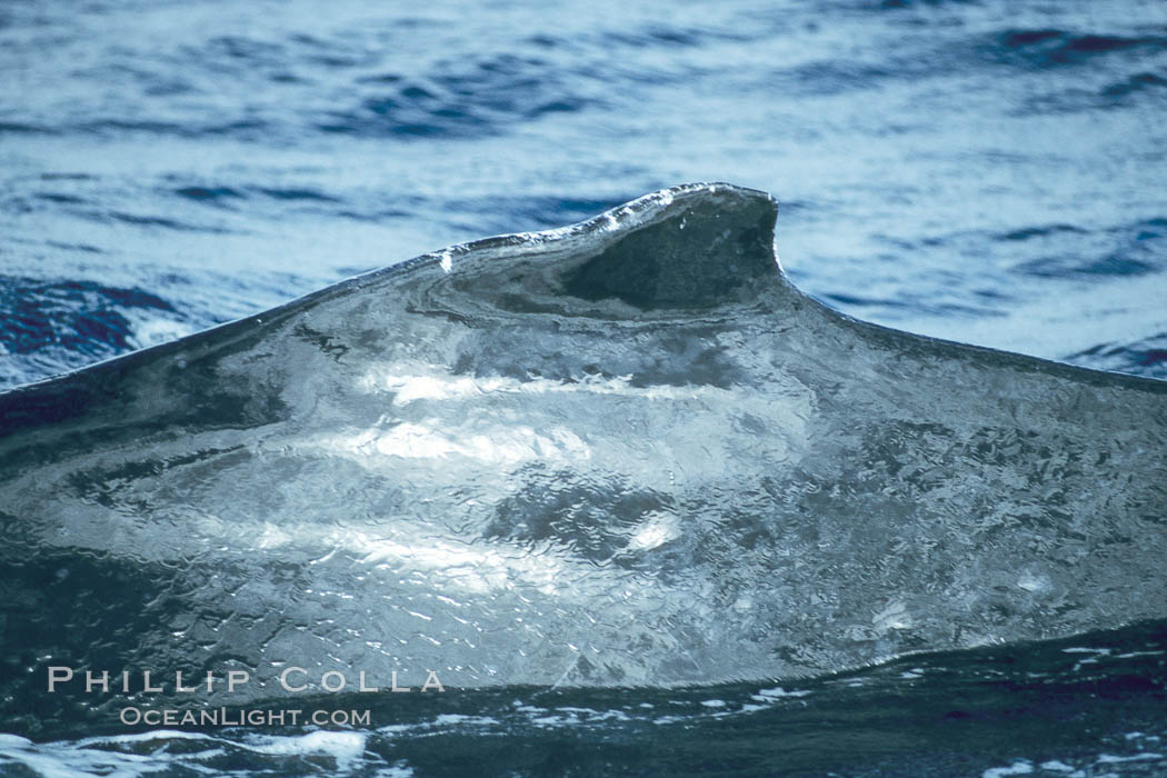 Humpback whale dorsal fin. Maui, Hawaii, USA, Megaptera novaeangliae, natural history stock photograph, photo id 04359