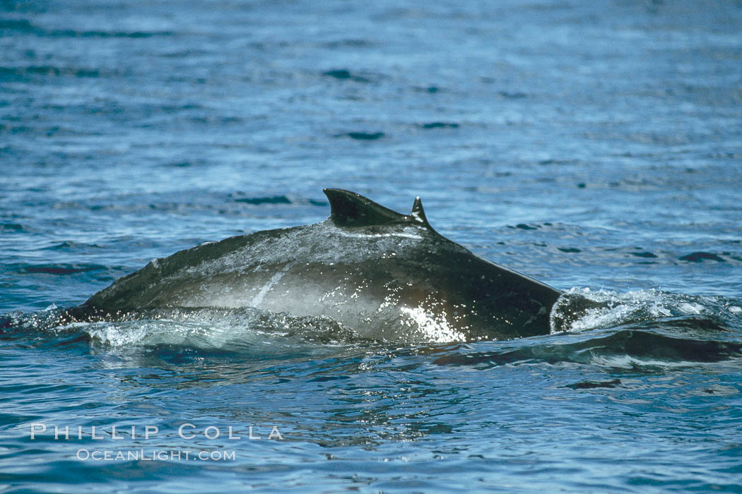 Humpback whale calf with malformed dorsal fin. Maui, Hawaii, USA, Megaptera novaeangliae, natural history stock photograph, photo id 04289