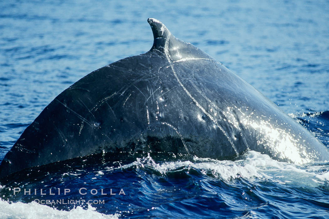Humpback whale dorsal fin and ridge showing scarring acquired in competitive group socializing. Maui, Hawaii, USA, Megaptera novaeangliae, natural history stock photograph, photo id 04353