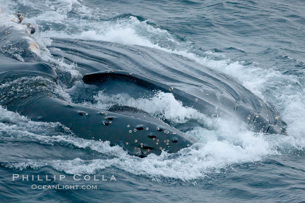 Humpback whale lunge feeding on Antarctic krill, with mouth open and baleen visible.  The humbpack's throat grooves are seen as its pleated throat becomes fully distended as the whale fills its mouth with krill and water.  The water will be pushed out, while the baleen strains and retains the small krill. Gerlache Strait, Antarctic Peninsula, Antarctica, Megaptera novaeangliae, natural history stock photograph, photo id 25648
