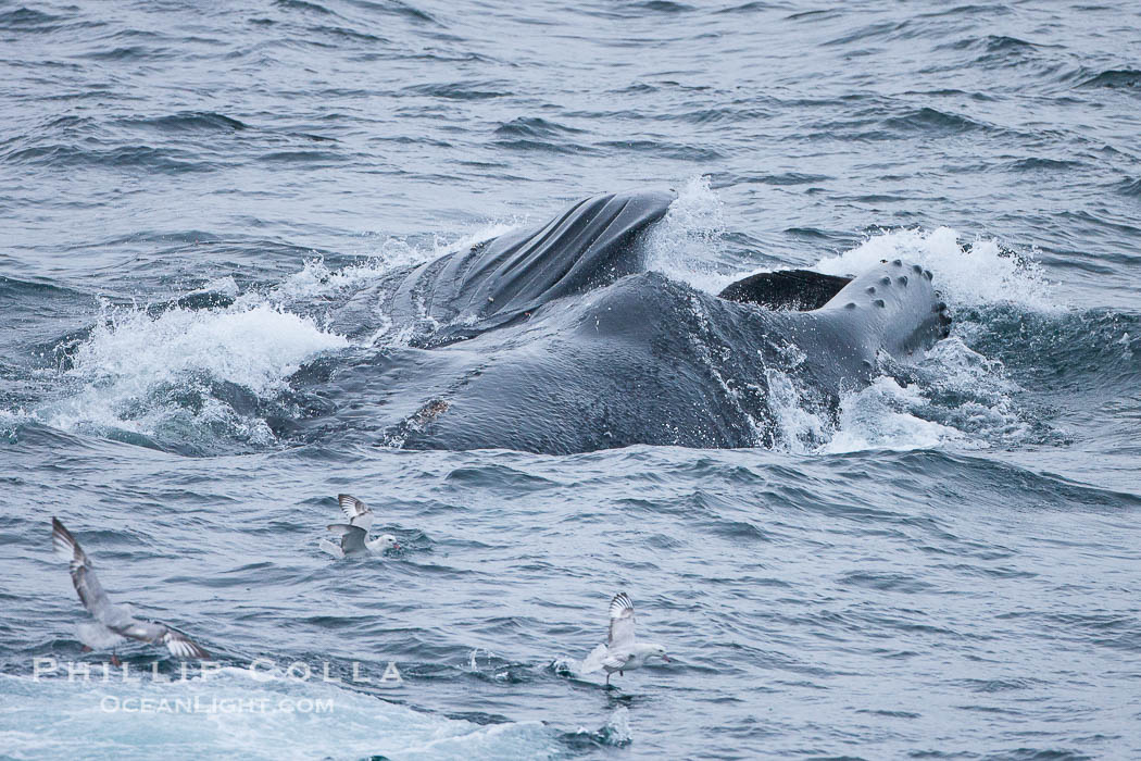 Humpback whales lunge feed on Antarctic krill, engulfing huge mouthfuls of the tiny crustacean., Megaptera novaeangliae, natural history stock photograph, photo id 25688