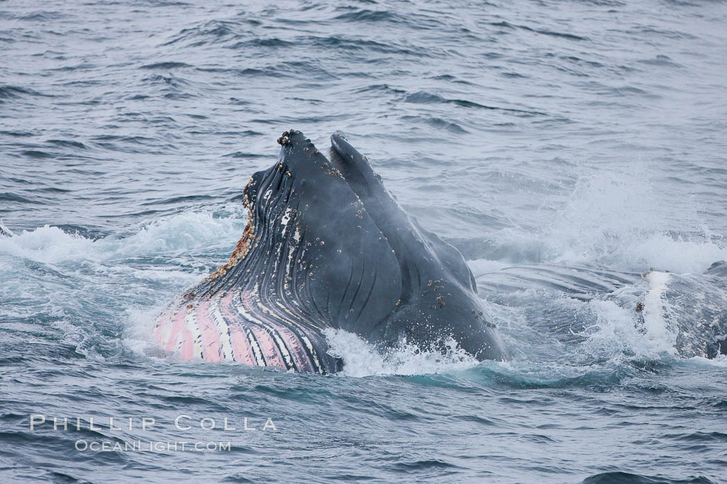 Humpback whale lunge feeding on Antarctic krill, with mouth open and baleen visible.  The humbpack's pink throat grooves are seen as its pleated throat becomes fully distended as the whale fills its mouth with krill and water.  The water will be pushed out, while the baleen strains and retains the small krill. Gerlache Strait, Antarctic Peninsula, Antarctica, Megaptera novaeangliae, natural history stock photograph, photo id 25681