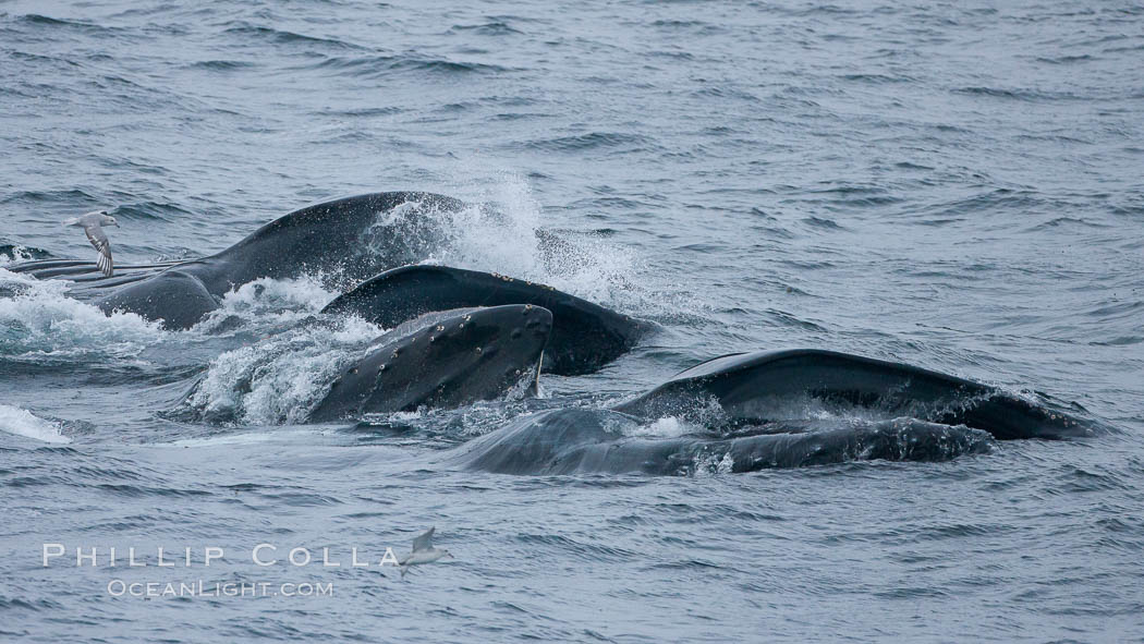Humpback whales lunge feed on Antarctic krill, engulfing huge mouthfuls of the tiny crustacean. Gerlache Strait, Antarctic Peninsula, Antarctica, Megaptera novaeangliae, natural history stock photograph, photo id 25685
