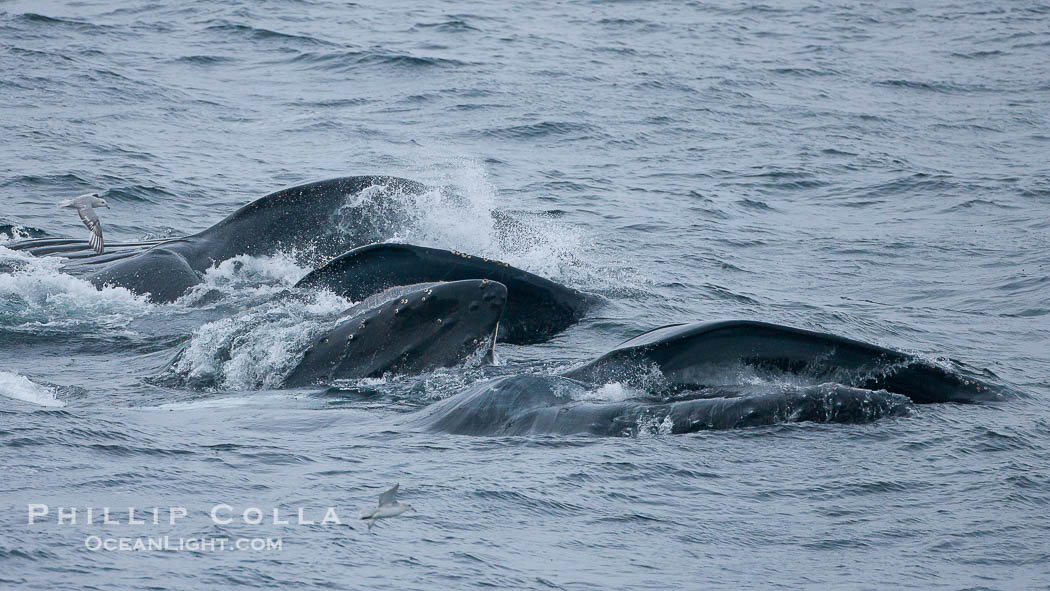 Humpback whales lunge feed on Antarctic krill, engulfing huge mouthfuls of the tiny crustacean., Megaptera novaeangliae, natural history stock photograph, photo id 25685