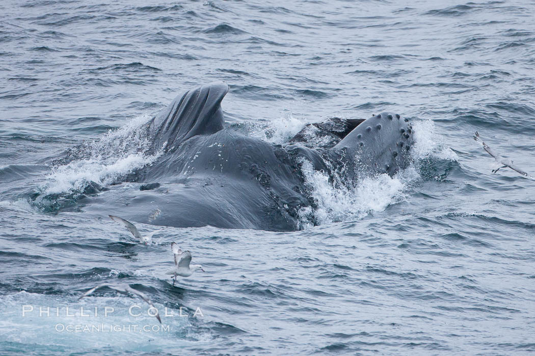 Humpback whales lunge feed on Antarctic krill, engulfing huge mouthfuls of the tiny crustacean. Gerlache Strait, Antarctic Peninsula, Antarctica, Megaptera novaeangliae, natural history stock photograph, photo id 25689