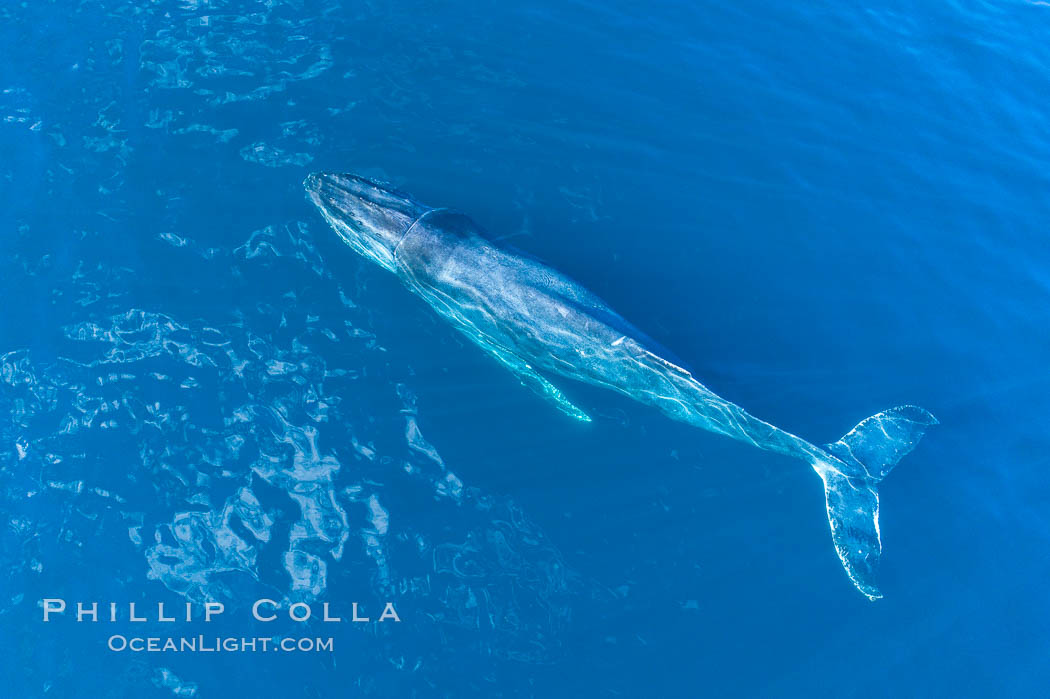 Humpback Whale entangled in fishing gear, aerial photo., natural history stock photograph, photo id 38109