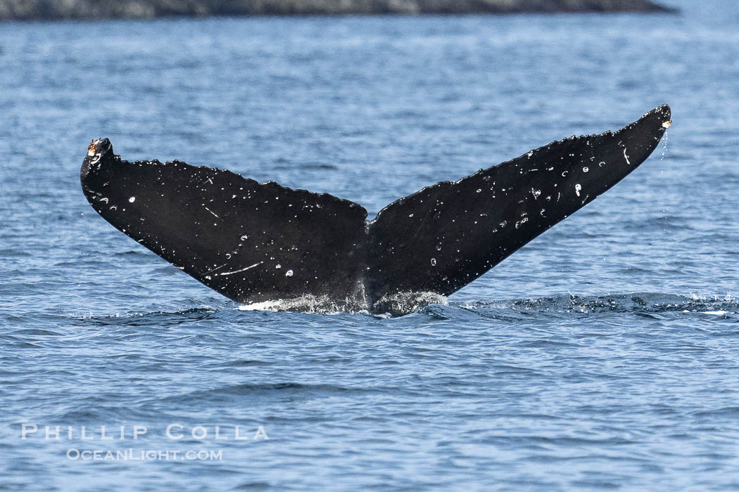 Humpback Whale Fluke ID. Perfect view of the ventral surface of a humpback whale's fluke, as the whale raises its fluke just before diving underwater. The white patches, spots, scratches and scalloping along the trailing edge of the fluke make this whale identifiable when it is observed from year to year. Sitka Sound, Alaska, USA, Megaptera novaeangliae, natural history stock photograph, photo id 40962