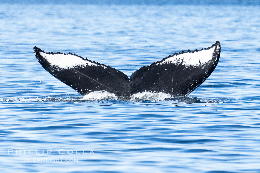Humpback Whale Fluke ID. Perfect view of the ventral surface of a humpback whale's fluke, as the whale raises its fluke just before diving underwater. The white patches, spots, scratches and scalloping along the trailing edge of the fluke make this whale identifiable when it is observed from year to year. Sitka Sound, Alaska, USA, Megaptera novaeangliae, natural history stock photograph, photo id 40963