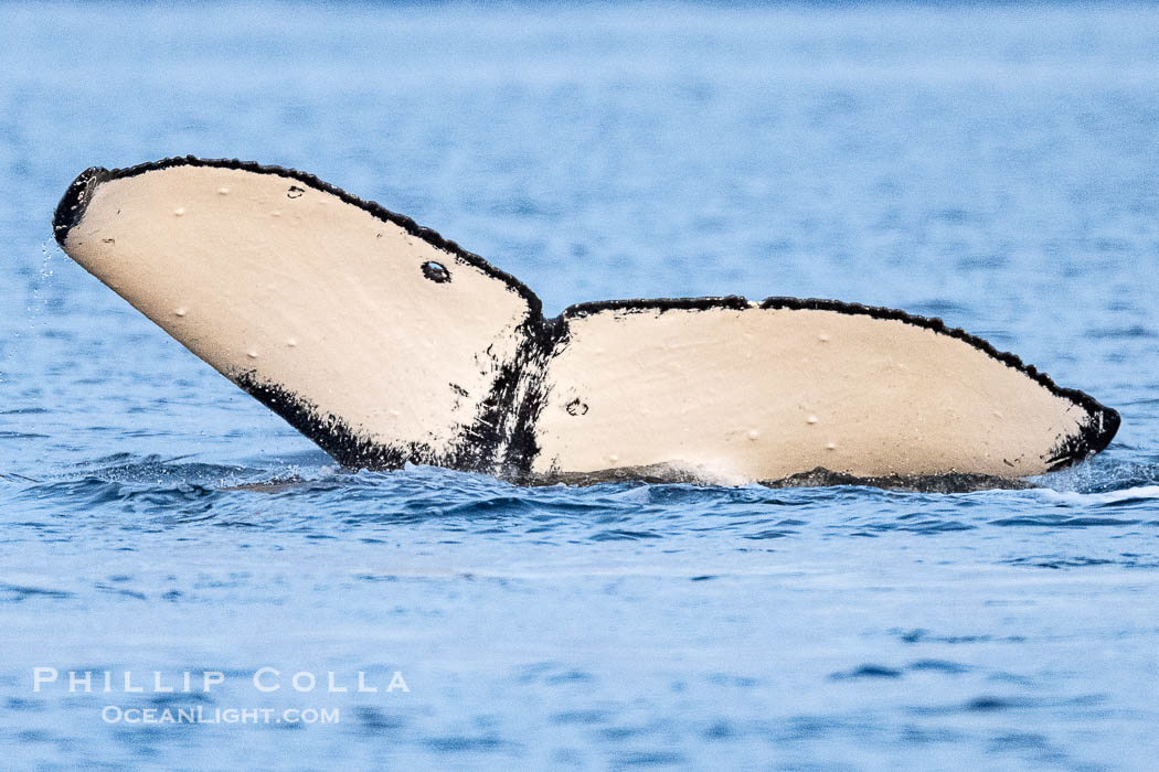 Humpback Whale Fluke ID. Perfect view of the ventral surface of a humpback whale's fluke, as the whale raises its fluke just before diving underwater. The white patches, spots, scratches and scalloping along the trailing edge of the fluke make this whale identifiable when it is observed from year to year, Sitka Sound