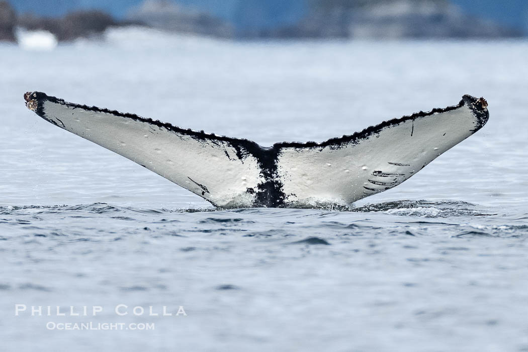 Humpback Whale Fluke ID. Perfect view of the ventral surface of a humpback whale's fluke, as the whale raises its fluke just before diving underwater. The white patches, spots, scratches and scalloping along the trailing edge of the fluke make this whale identifiable when it is observed from year to year, Sitka Sound