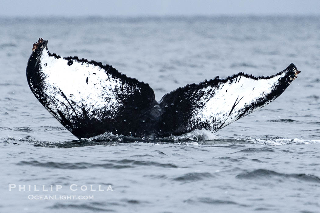 Humpback Whale Fluke ID. Perfect view of the ventral surface of a humpback whale's fluke, as the whale raises its fluke just before diving underwater. The white patches, spots, scratches and scalloping along the trailing edge of the fluke make this whale identifiable when it is observed from year to year, Sitka Sound