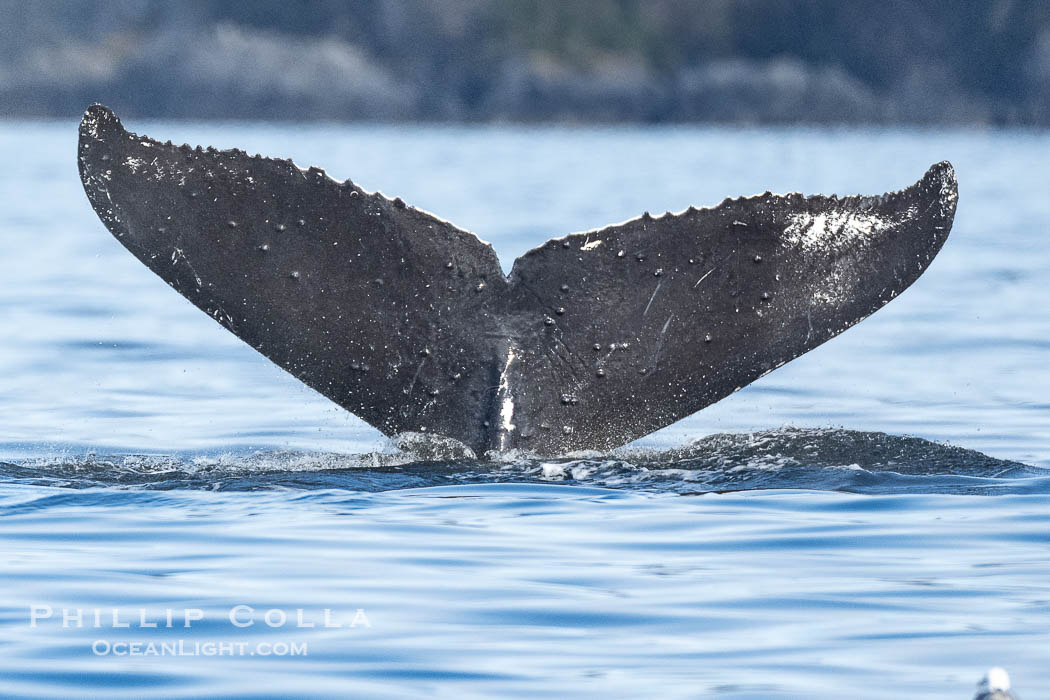 Humpback Whale Fluke ID. Perfect view of the ventral surface of a humpback whale's fluke, as the whale raises its fluke just before diving underwater. The white patches, spots, scratches and scalloping along the trailing edge of the fluke make this whale identifiable when it is observed from year to year, Sitka Sound