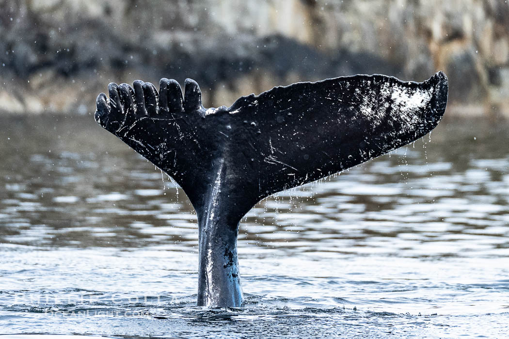 Humpback Whale Fluke ID. Perfect view of the ventral surface of a humpback whale's fluke, as the whale raises its fluke just before diving underwater. The white patches, spots, scratches and scalloping along the trailing edge of the fluke make this whale identifiable when it is observed from year to year, Sitka Sound