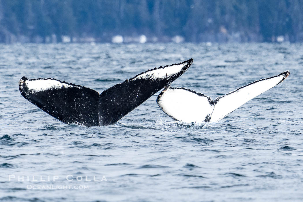 Humpback Whale Fluke ID. Perfect view of the ventral surface of a humpback whale's fluke, as the whale raises its fluke just before diving underwater. The white patches, spots, scratches and scalloping along the trailing edge of the fluke make this whale identifiable when it is observed from year to year, Sitka Sound