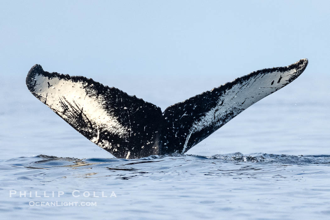 Humpback Whale Fluke ID. Perfect view of the ventral surface of a humpback whale's fluke, as the whale raises its fluke just before diving underwater. The white patches, spots, scratches and scalloping along the trailing edge of the fluke make this whale identifiable when it is observed from year to year, Sitka Sound