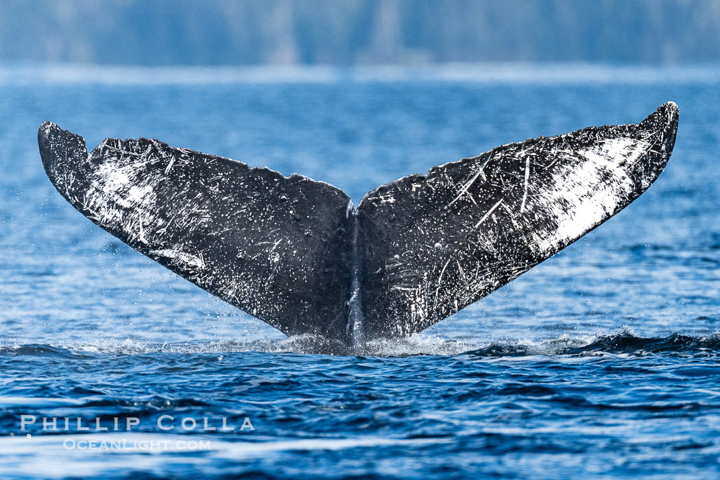 Humpback Whale Fluke ID. Perfect view of the ventral surface of a humpback whale's fluke, as the whale raises its fluke just before diving underwater. The white patches, spots, scratches and scalloping along the trailing edge of the fluke make this whale identifiable when it is observed from year to year, Sitka Sound