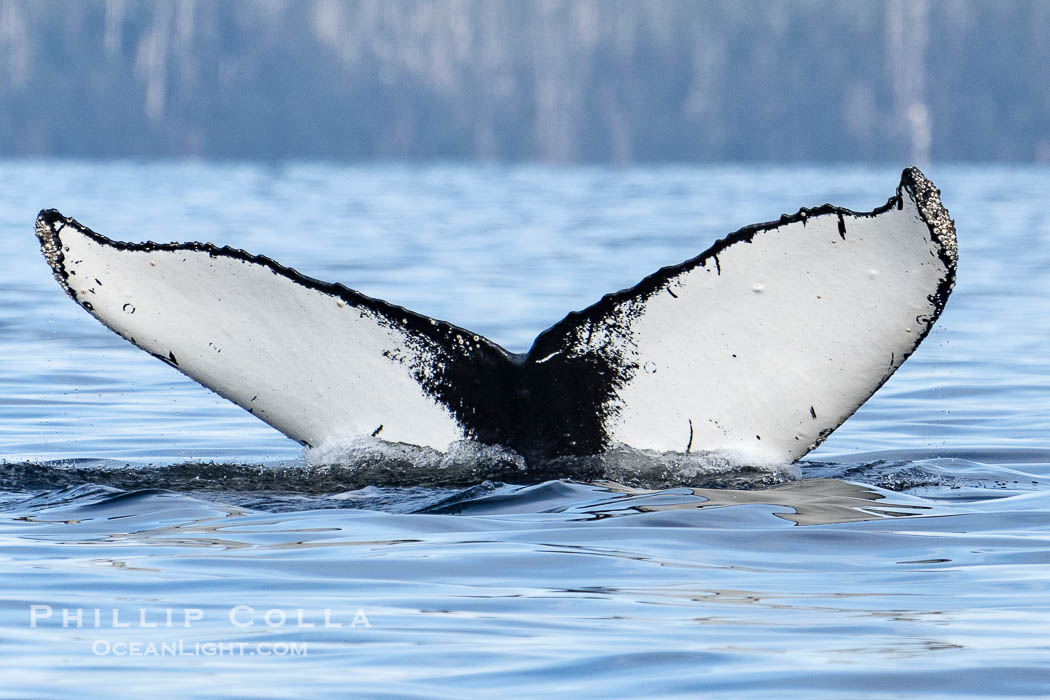 Humpback Whale Fluke ID. Perfect view of the ventral surface of a humpback whale's fluke, as the whale raises its fluke just before diving underwater. The white patches, spots, scratches and scalloping along the trailing edge of the fluke make this whale identifiable when it is observed from year to year, Sitka Sound
