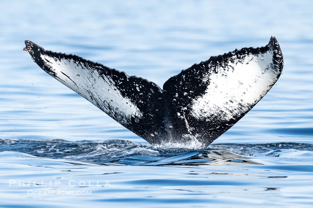 Humpback Whale Fluke ID. Perfect view of the ventral surface of a humpback whale's fluke, as the whale raises its fluke just before diving underwater. The white patches, spots, scratches and scalloping along the trailing edge of the fluke make this whale identifiable when it is observed from year to year, Sitka Sound