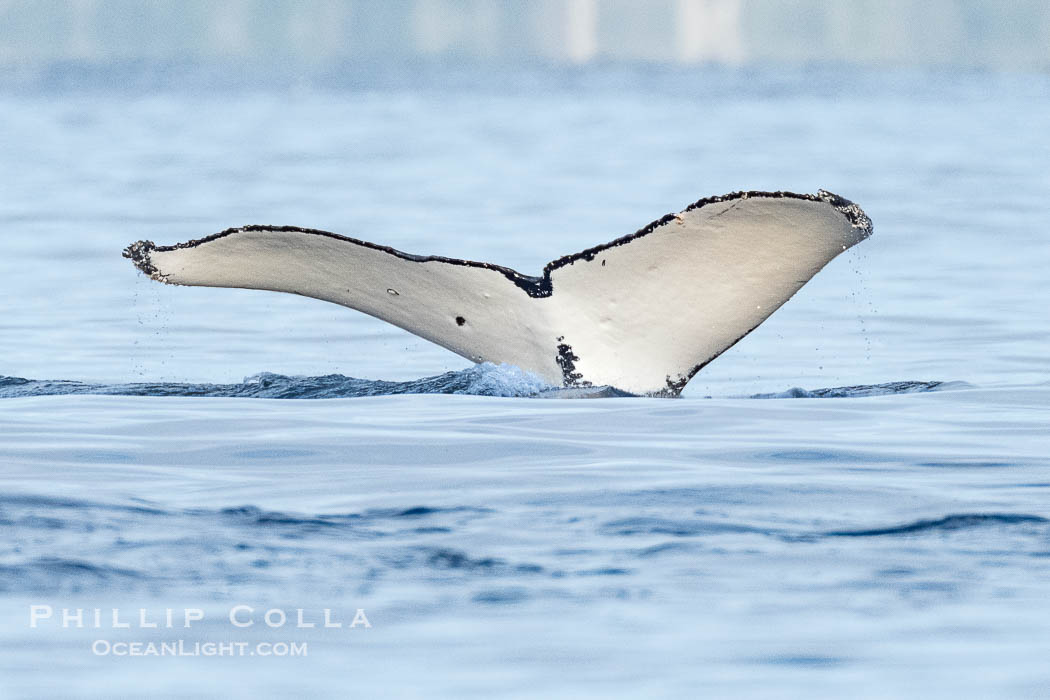 Humpback Whale Fluke ID. Perfect view of the ventral surface of a humpback whale's fluke, as the whale raises its fluke just before diving underwater. The white patches, spots, scratches and scalloping along the trailing edge of the fluke make this whale identifiable when it is observed from year to year, Sitka Sound