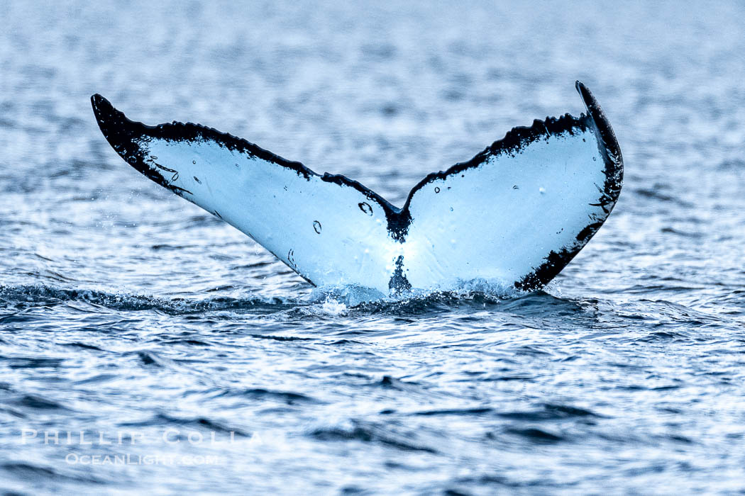 Humpback Whale Fluke ID. Perfect view of the ventral surface of a humpback whale's fluke, as the whale raises its fluke just before diving underwater. The white patches, spots, scratches and scalloping along the trailing edge of the fluke make this whale identifiable when it is observed from year to year, Sitka Sound