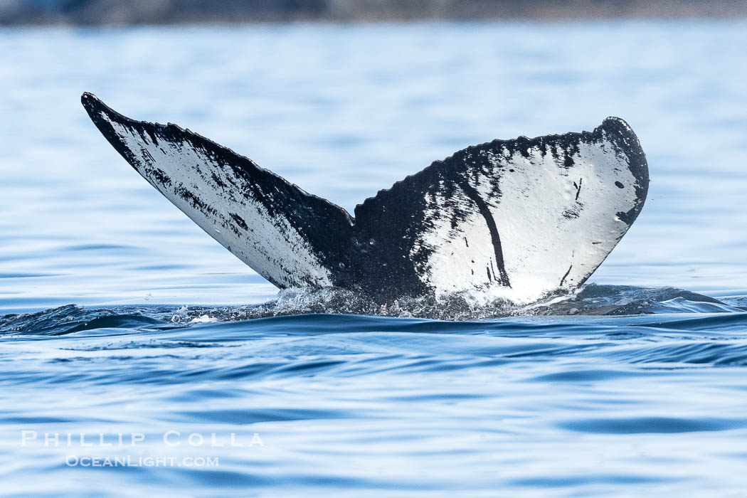 Humpback Whale Fluke ID. Perfect view of the ventral surface of a humpback whale's fluke, as the whale raises its fluke just before diving underwater. The white patches, spots, scratches and scalloping along the trailing edge of the fluke make this whale identifiable when it is observed from year to year, Sitka Sound