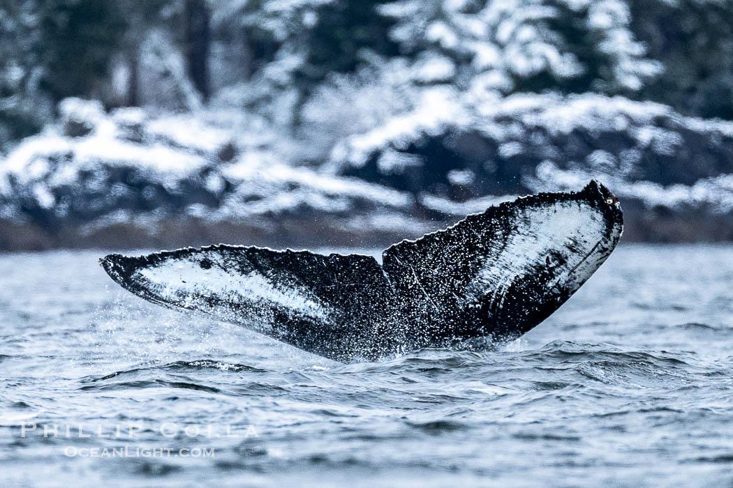 Humpback Whale Fluke ID. Perfect view of the ventral surface of a humpback whale's fluke, as the whale raises its fluke just before diving underwater. The white patches, spots, scratches and scalloping along the trailing edge of the fluke make this whale identifiable when it is observed from year to year, Sitka Sound