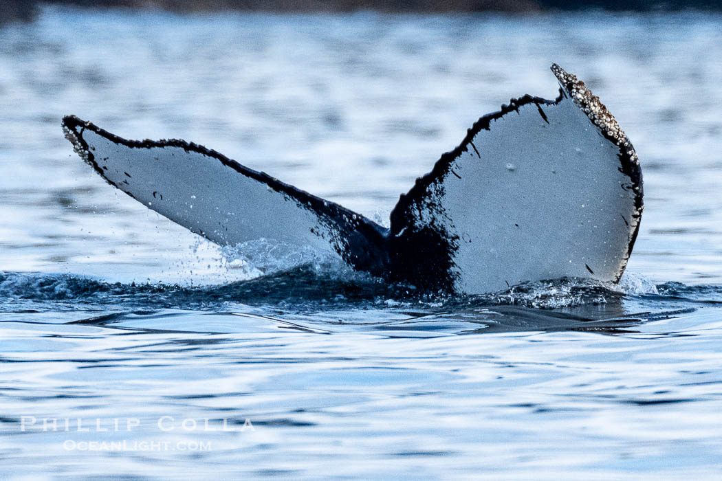 Humpback Whale Fluke ID. Perfect view of the ventral surface of a humpback whale's fluke, as the whale raises its fluke just before diving underwater. The white patches, spots, scratches and scalloping along the trailing edge of the fluke make this whale identifiable when it is observed from year to year, Sitka Sound