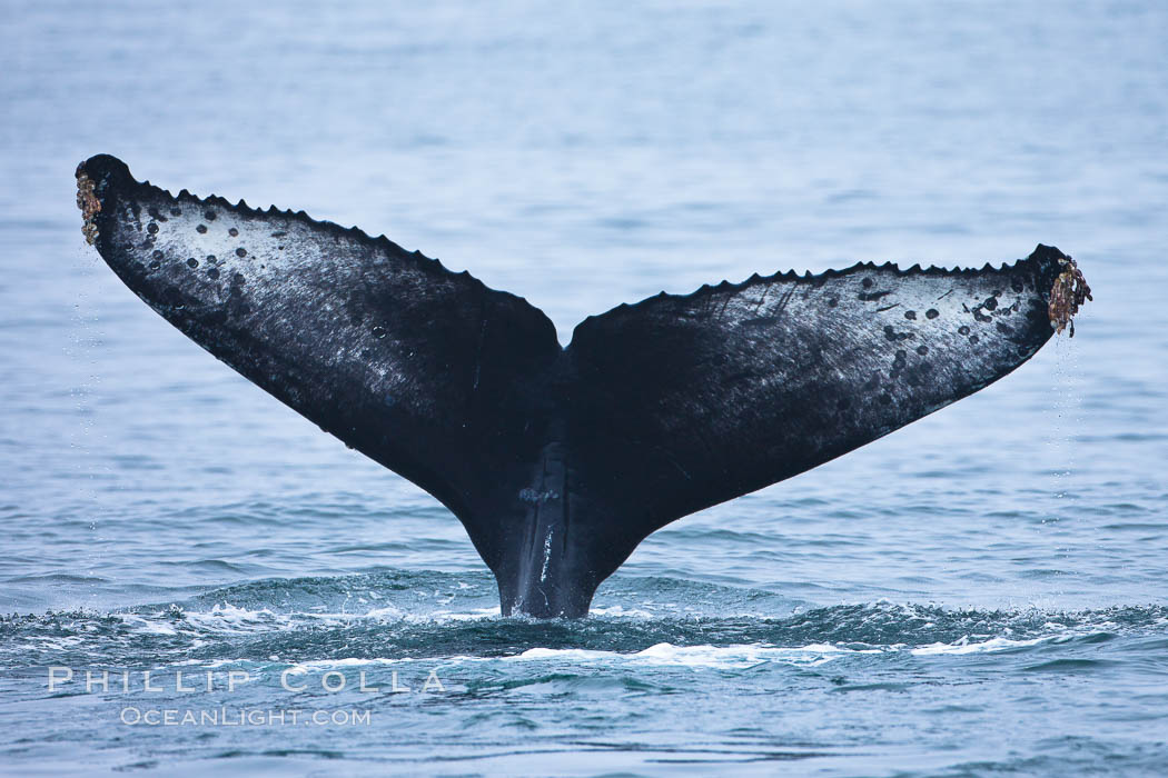 Perfect view of the ventral surface of a humpback whales fluke, as the whale raises its fluke just before diving underwater.  The white patches and scalloping along the trailing edge of the fluke make this whale identifiable when it is observed from year to year. Santa Rosa Island, California, USA, Megaptera novaeangliae, natural history stock photograph, photo id 27031