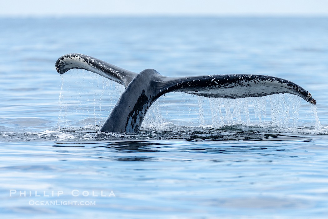 Humpback whale fluke raised out of the water before a dive., Megaptera novaeangliae, natural history stock photograph, photo id 41702