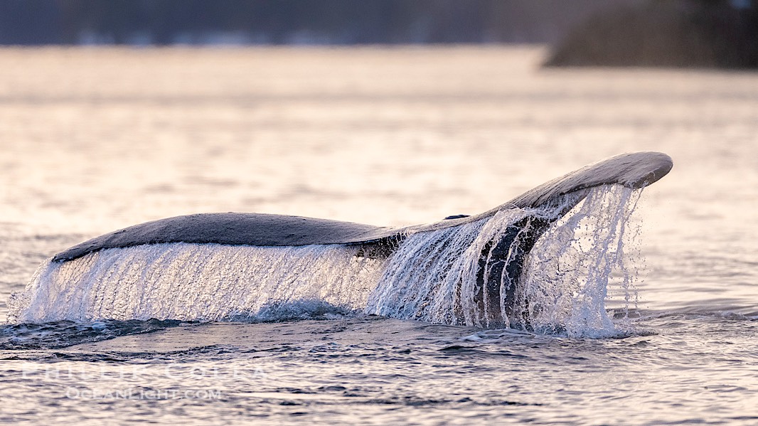 Humpback whale fluke raised out of the water before a dive., Megaptera novaeangliae, natural history stock photograph, photo id 41632