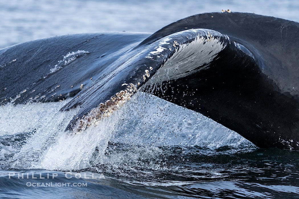 Humpback whale fluke raised out of the water before a dive., Megaptera novaeangliae, natural history stock photograph, photo id 41699