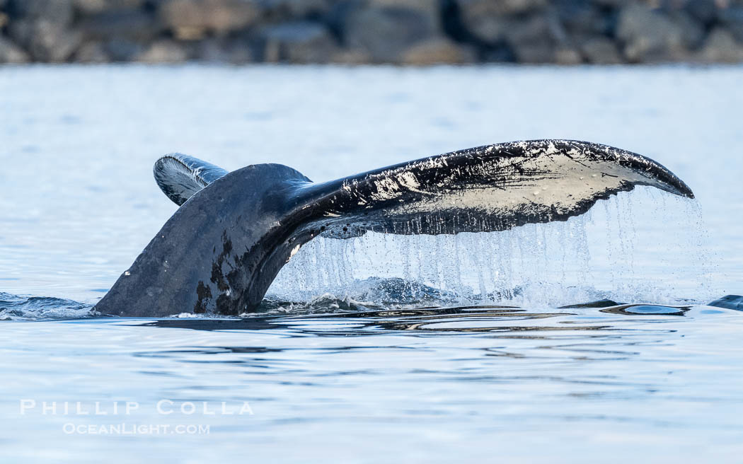 Humpback whale fluke raised out of the water before a dive, Sitka Sound