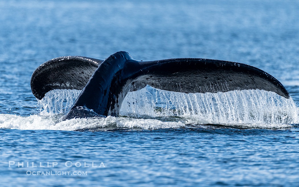 Humpback whale fluke raised out of the water before a dive., Megaptera novaeangliae, natural history stock photograph, photo id 41625