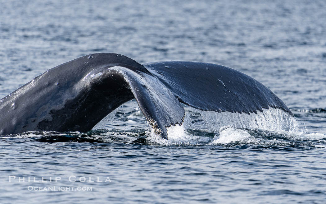 Humpback whale fluke raised out of the water before a dive., Megaptera novaeangliae, natural history stock photograph, photo id 41653