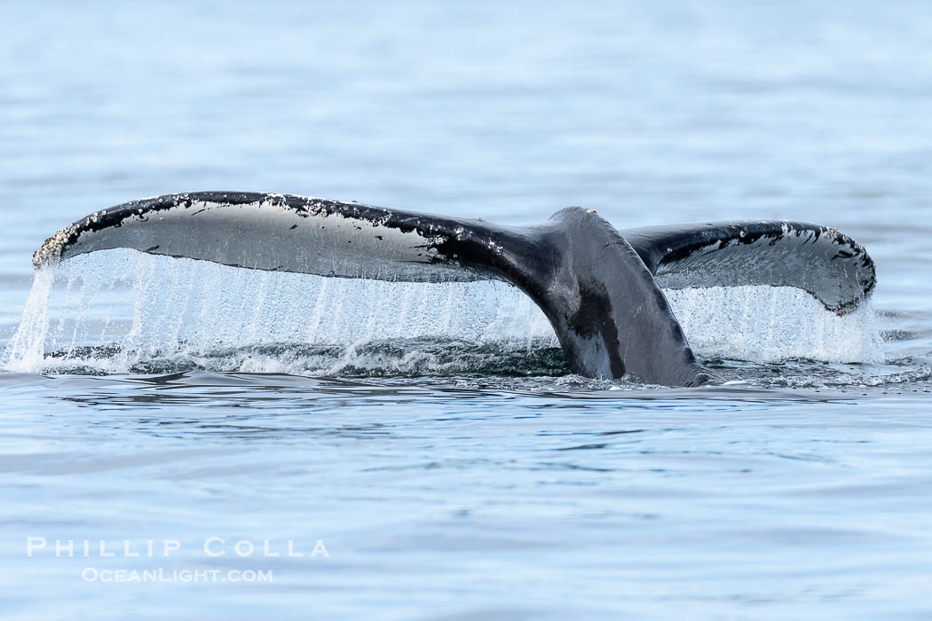 Humpback whale fluke raised out of the water before a dive., Megaptera novaeangliae, natural history stock photograph, photo id 41677