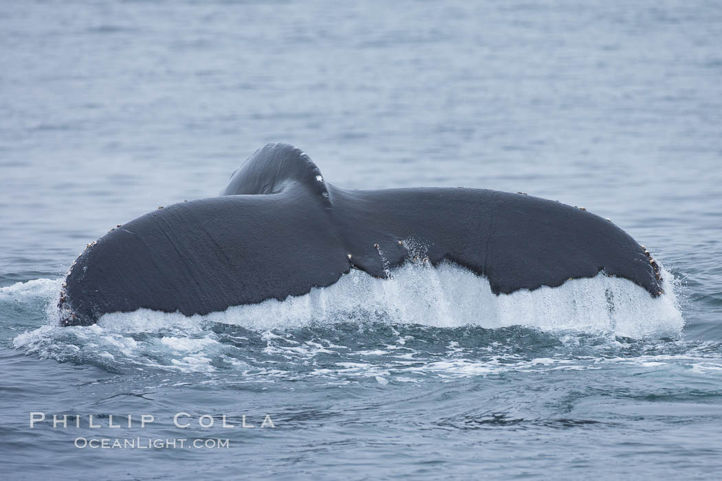 Scarring of this humpback whale's fluke allow researchers to identify this particular whale from season to season. Santa Rosa Island, California, USA, Megaptera novaeangliae, natural history stock photograph, photo id 27026