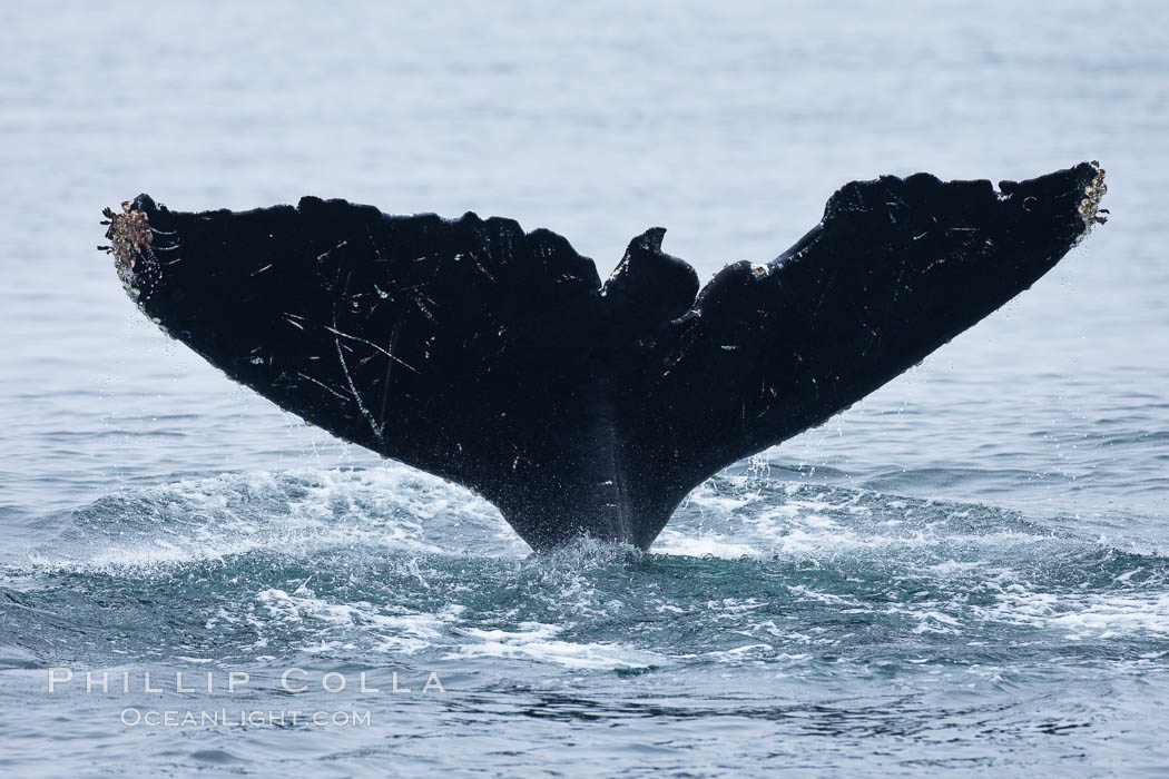 Scarring of this humpback whale's fluke allow researchers to identify this particular whale from season to season, Megaptera novaeangliae, Santa Rosa Island, California Scarring of this humpback whale's fluke allow researchers to identify this particular whale from season to season, Megaptera novaeangliae, Santa Rosa Island, California