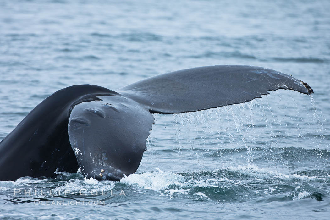 Scarring of this humpback whale's fluke allow researchers to identify this particular whale from season to season. Santa Rosa Island, California, USA, Megaptera novaeangliae, natural history stock photograph, photo id 27039