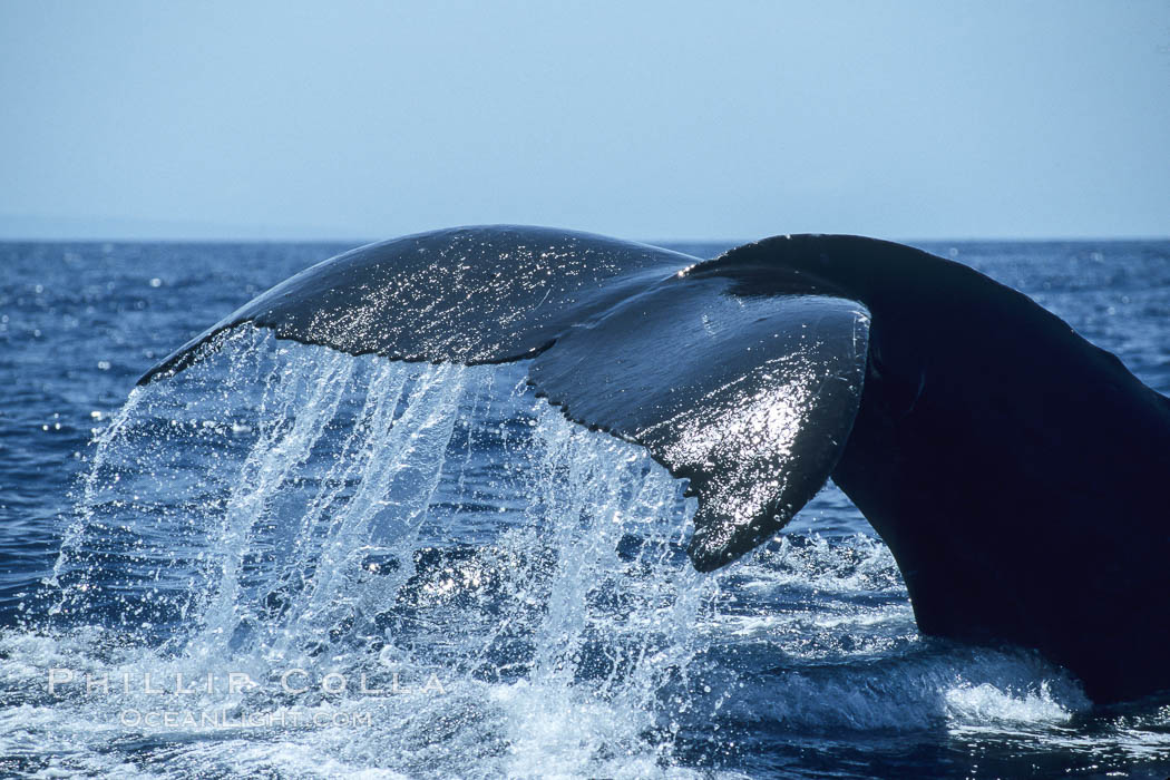Humpback whale fluking up prior to a dive. Maui, Hawaii, USA, Megaptera novaeangliae, natural history stock photograph, photo id 04154