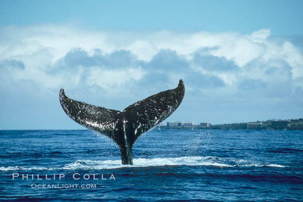 Humpback whale holding fluke (tail) aloft out of the water. Maui, Hawaii, USA, Megaptera novaeangliae, natural history stock photograph, photo id 00170