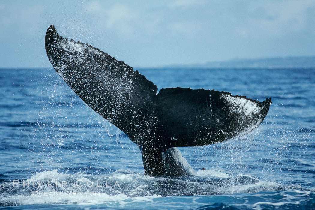 Humpback whale fluking up prior to a dive. Maui, Hawaii, USA, Megaptera novaeangliae, natural history stock photograph, photo id 04194