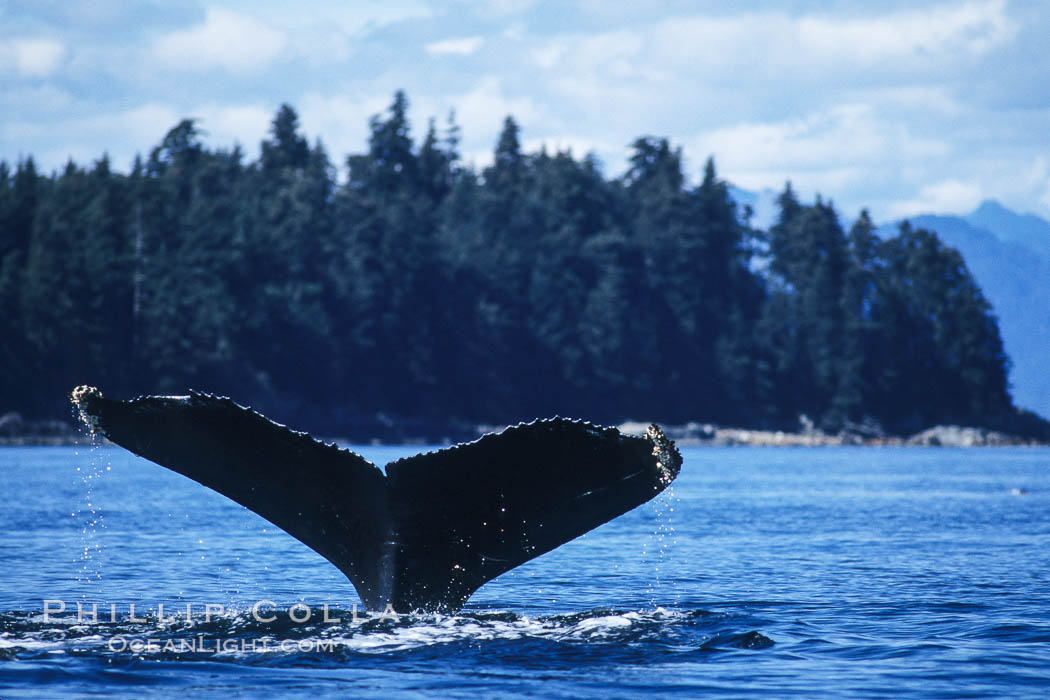 Humpback whale raising its fluke (tail) prior to a dive. Frederick Sound, Alaska, USA, Megaptera novaeangliae, natural history stock photograph, photo id 04226