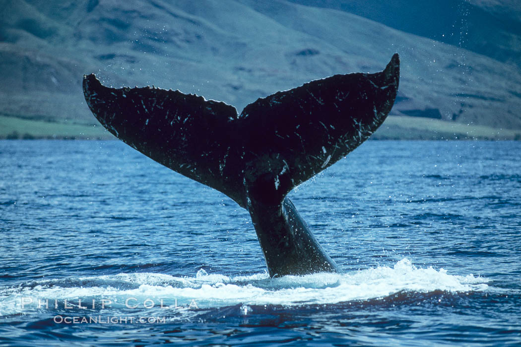 Humpback whale holding fluke (tail) aloft out of the water. Maui, Hawaii, USA, Megaptera novaeangliae, natural history stock photograph, photo id 00172