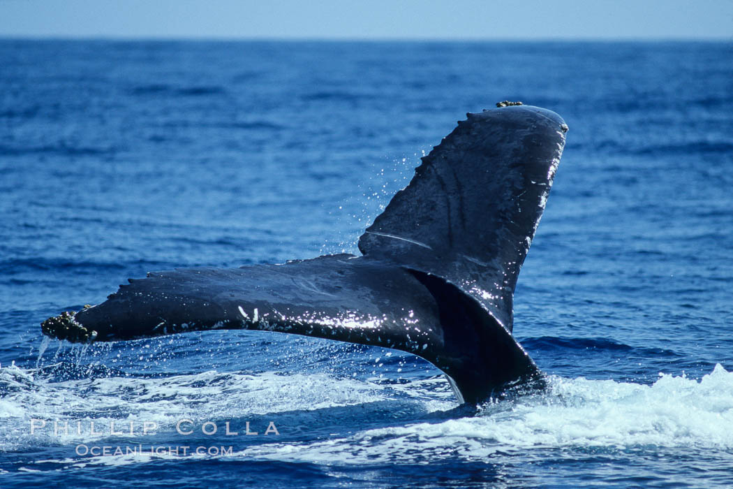 Humpback whale fluking up, raising tail before diving, Maui, Hawaii, USA, Megaptera novaeangliae, natural history stock photograph, photo id 04172